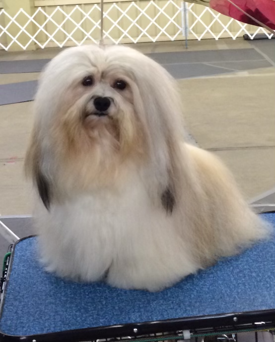 Biss Gr Ch Los Arriba the tip of the sword aka Sabre ( retired)  Frozen semen available